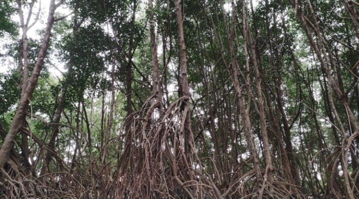 Hutan mangrove Kelurahan Oesapa, Kota Kupang, NTT/Ridwan Arif