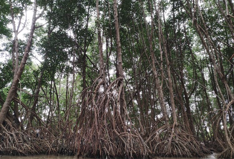 Hutan mangrove Kelurahan Oesapa, Kota Kupang, NTT/Ridwan Arif