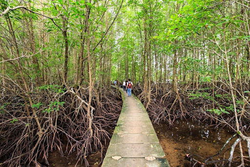 Ilustrasi wisata hutan mangrove/Freepik