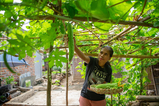 Maria Mone Soge, seorang aktivis pangan lokal dari Flores Timur sekaligus sebagai salah satu pemeran dalam “Climate Witness”, sedang memanen komoditas yang ditanam di pekarangan rumahnya.