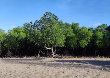 Salah satu kawasan mangrove di Desa Tanah Merah/Ridwan Arif